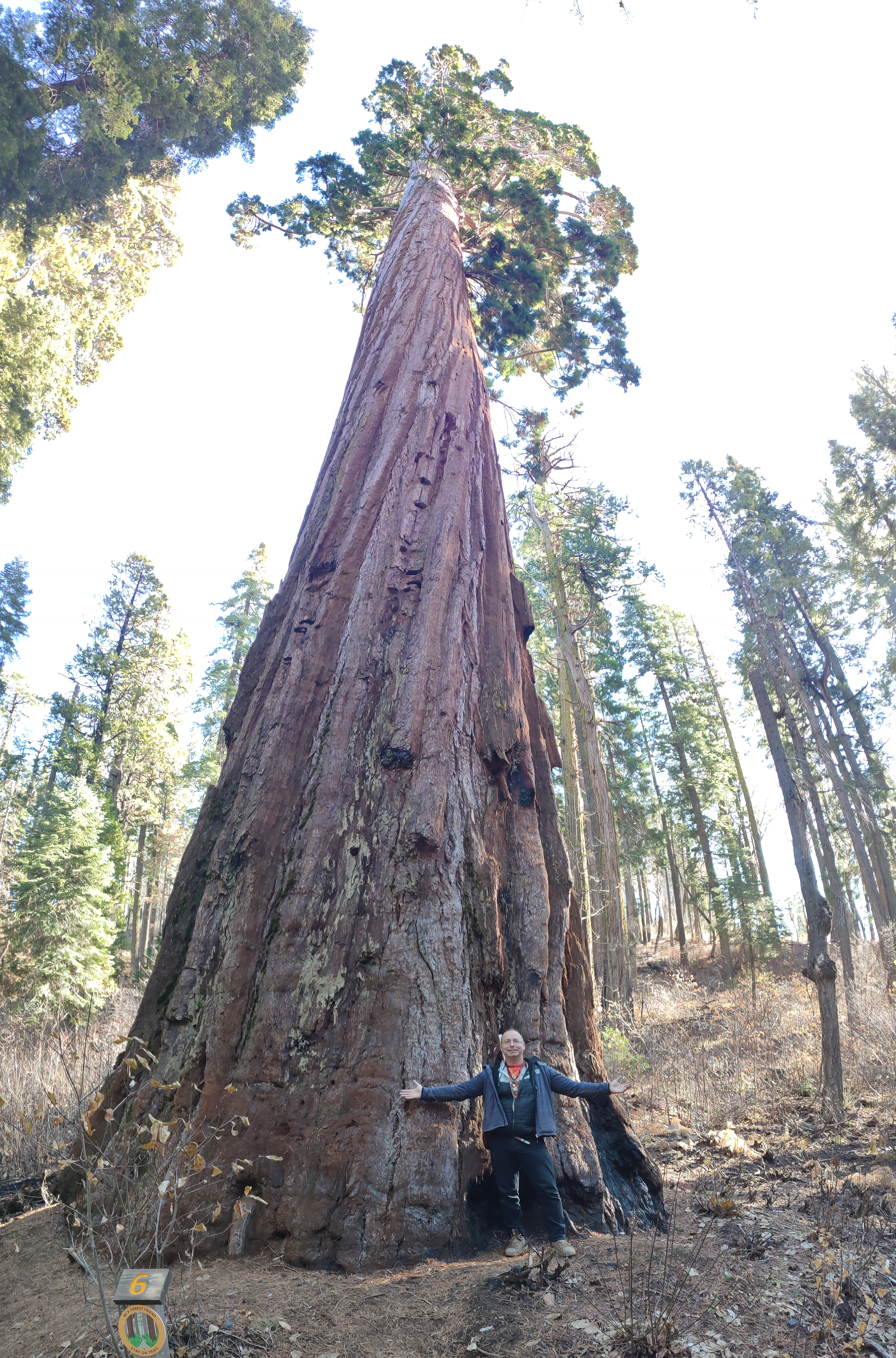Bence standing with open arms at the base of an immense tree reaching into the sky