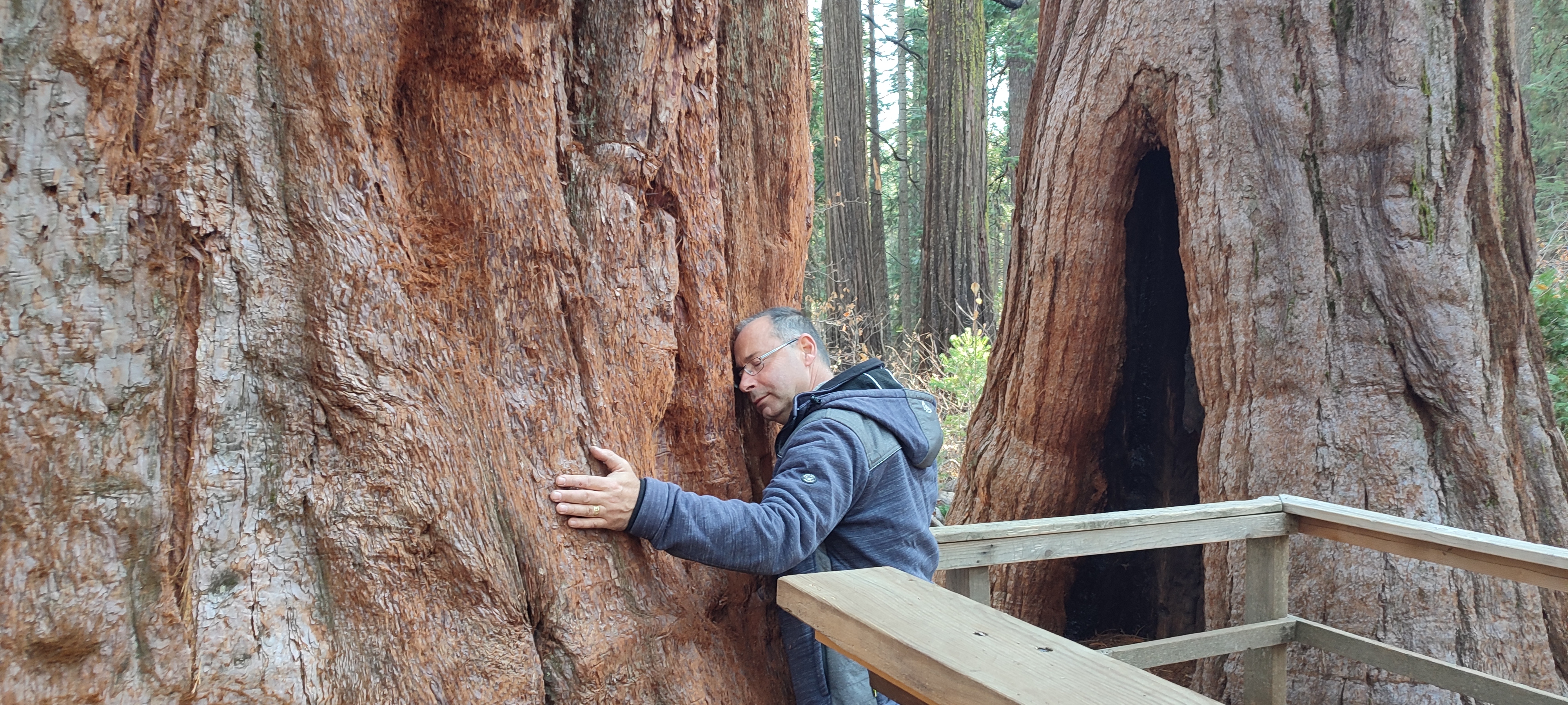 Bence listening inwardly while embracing an ancient tree